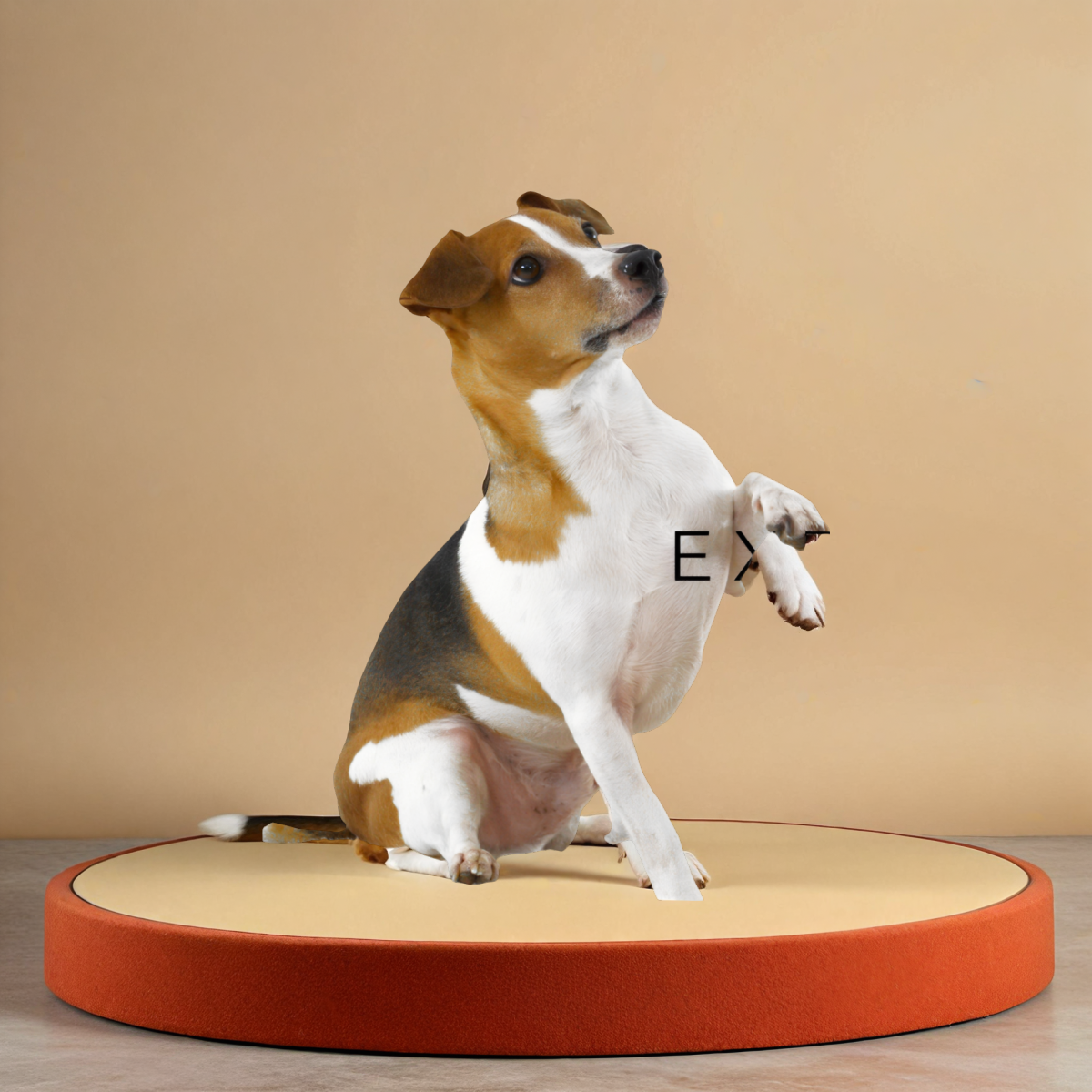 Dog Carrier Car Seat Owleys +  Dog Health eBook